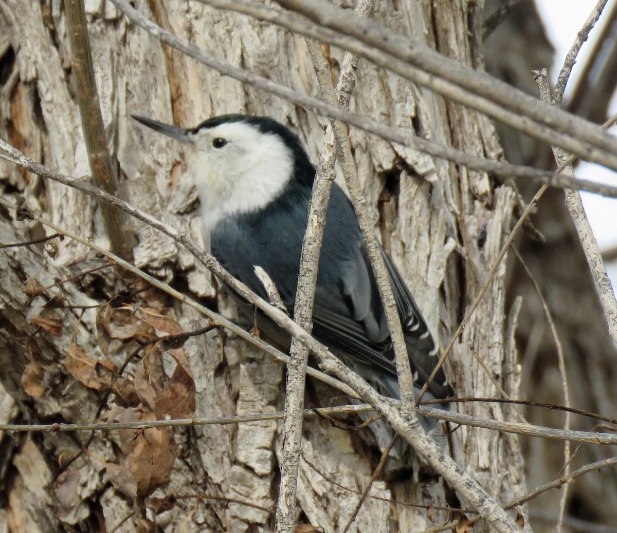 White-breasted Nuthatch - ML73238391