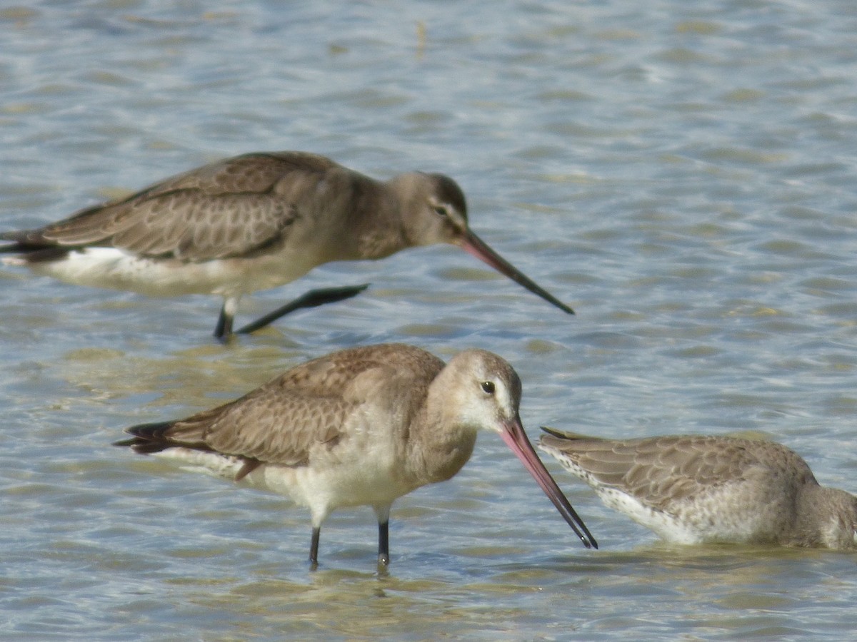 Hudsonian Godwit - ML73239101