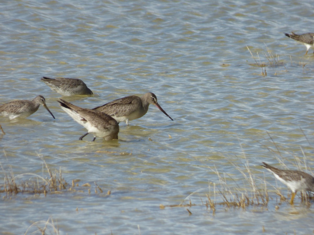 Hudsonian Godwit - ML73239481