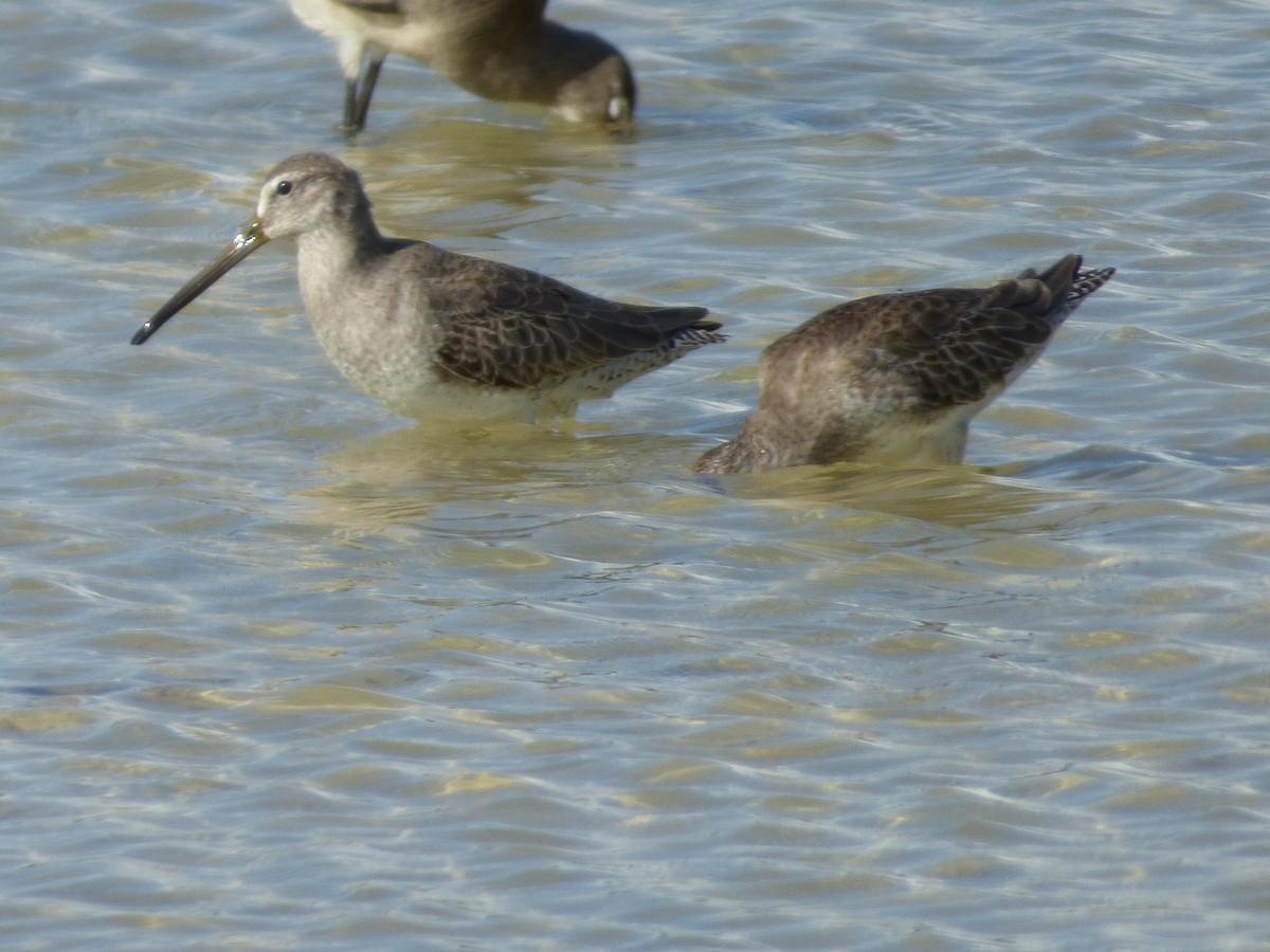 Short-billed Dowitcher - ML73241011