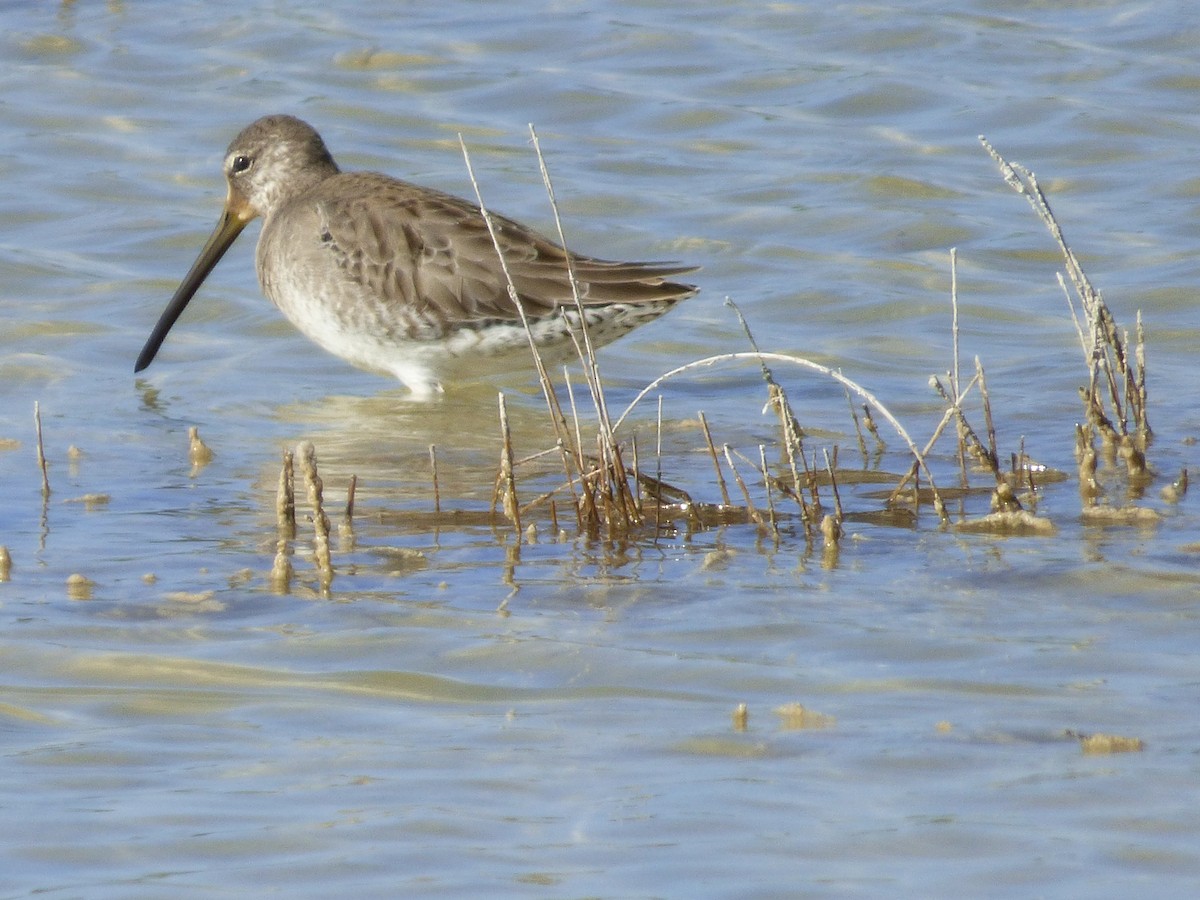 Short-billed Dowitcher - ML73241161