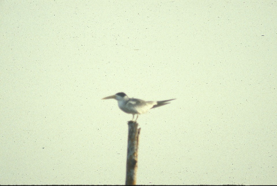 Large-billed Tern - ML73241321