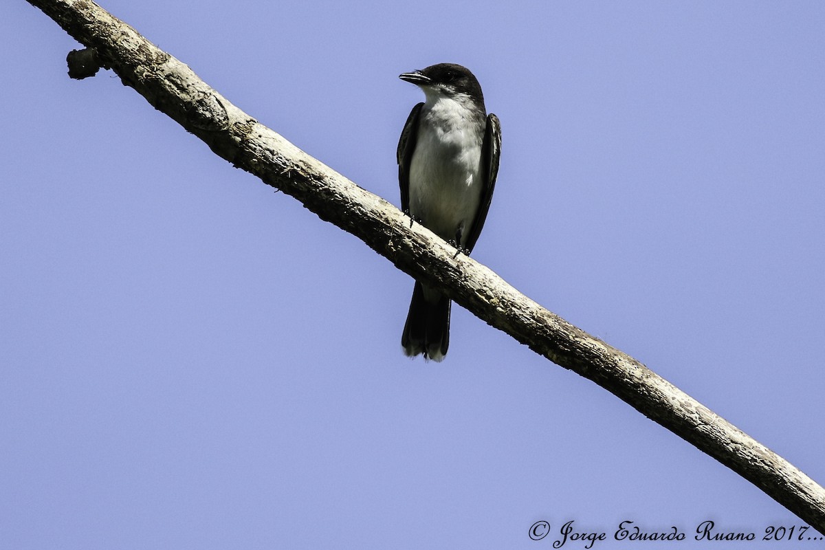 Eastern Kingbird - ML73241571