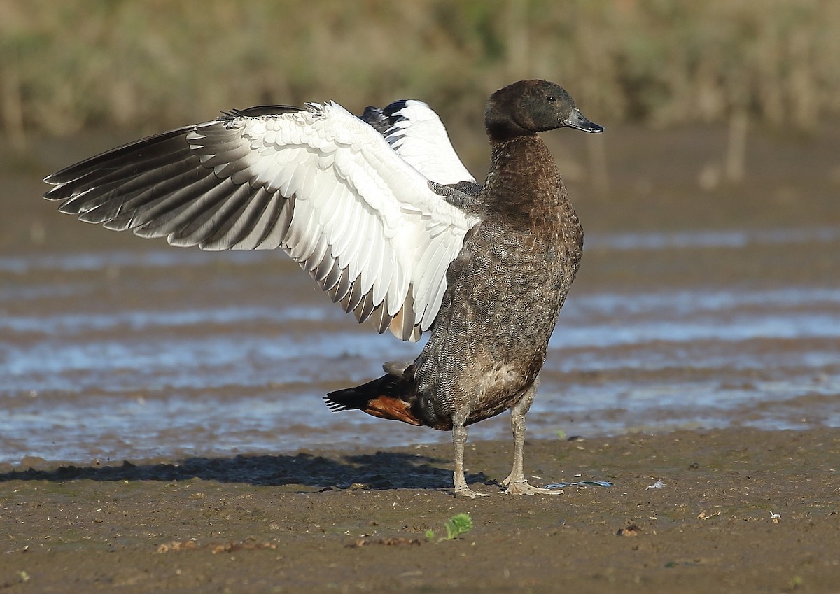 Paradise Shelduck - ML73241751