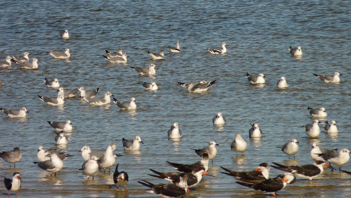 American Avocet - ML73241911