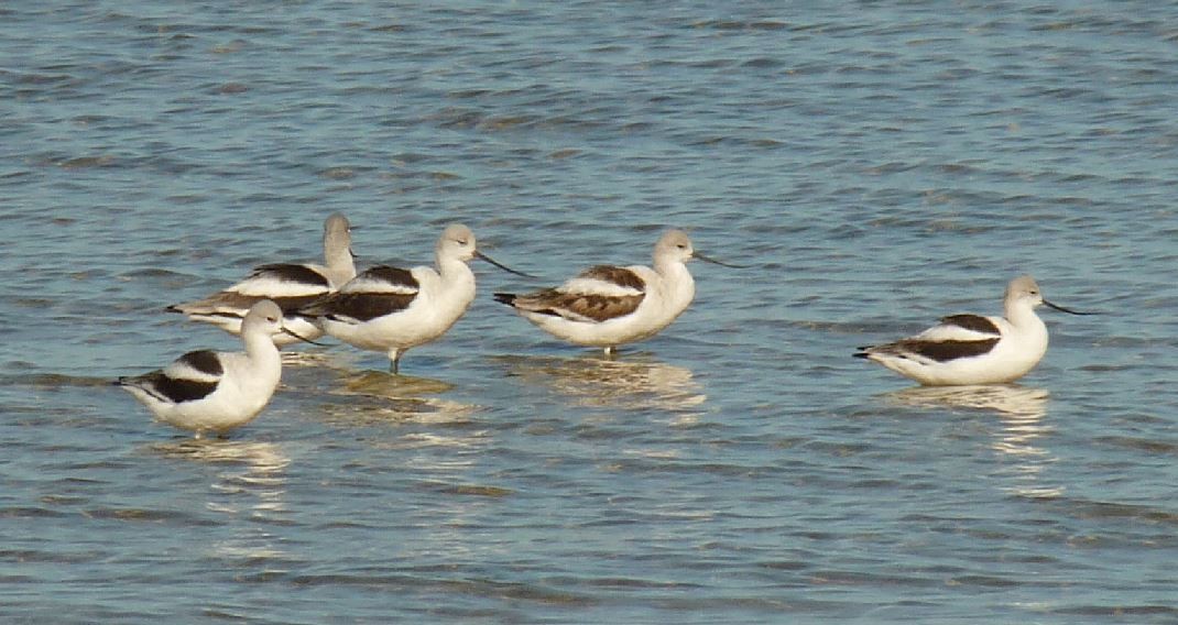 American Avocet - ML73242171