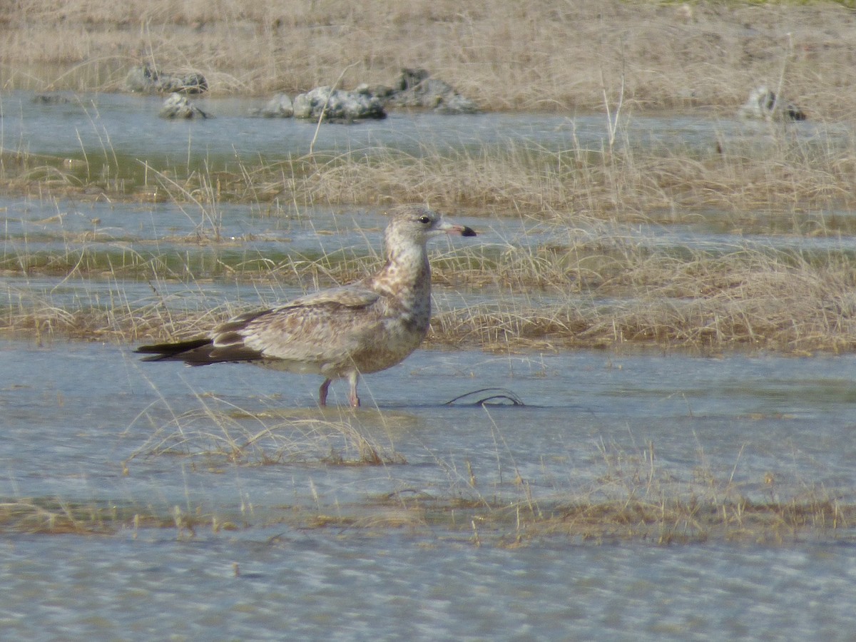 Ring-billed Gull - ML73242731