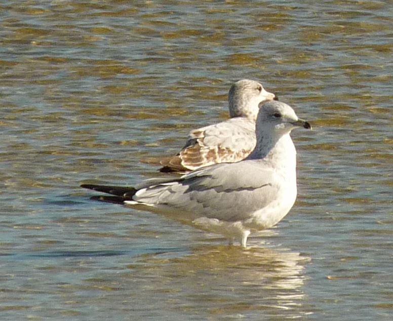 Ring-billed Gull - Bill Pranty