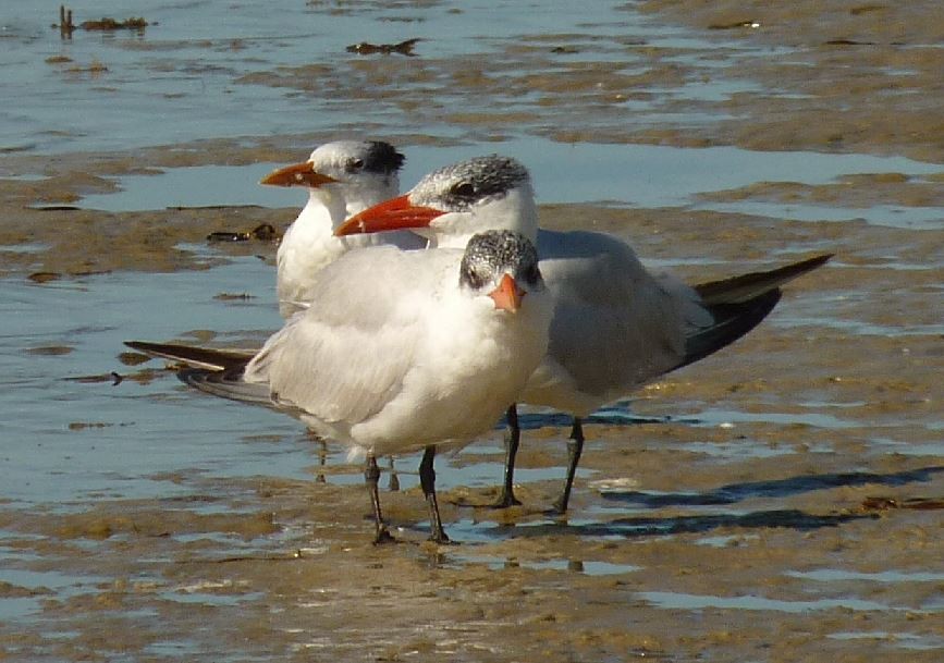 Caspian Tern - ML73243871