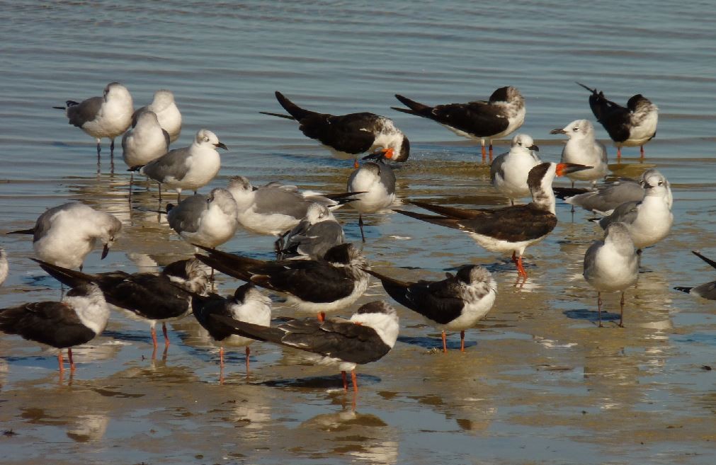 Black Skimmer - ML73243981