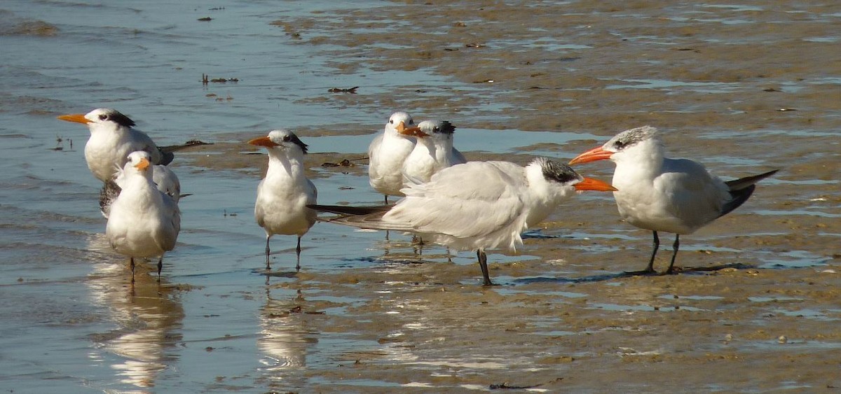 Royal Tern - Bill Pranty