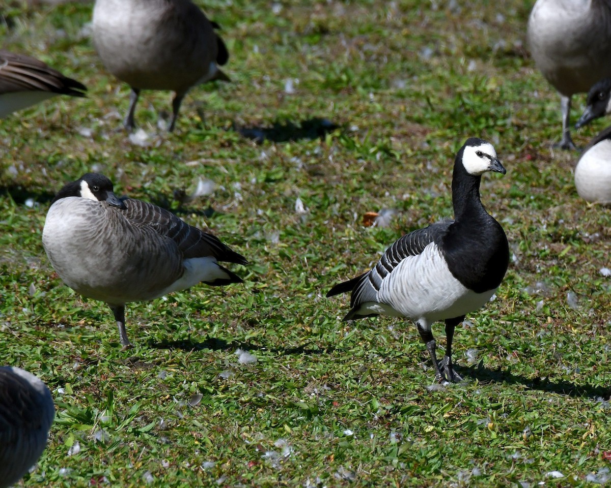 Cackling Goose - ML73244281