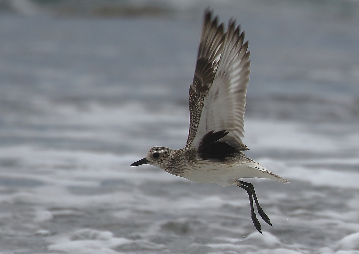 Black-bellied Plover - ML73244501