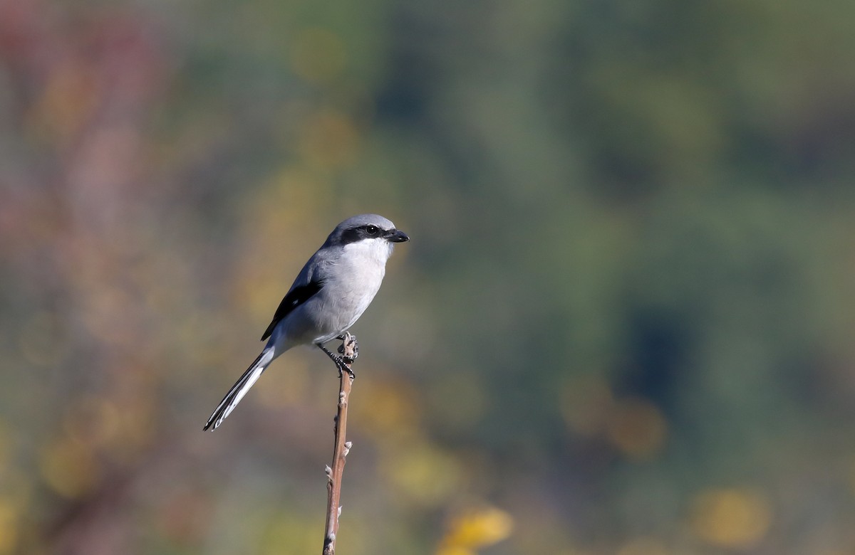 Loggerhead Shrike - David Shoch