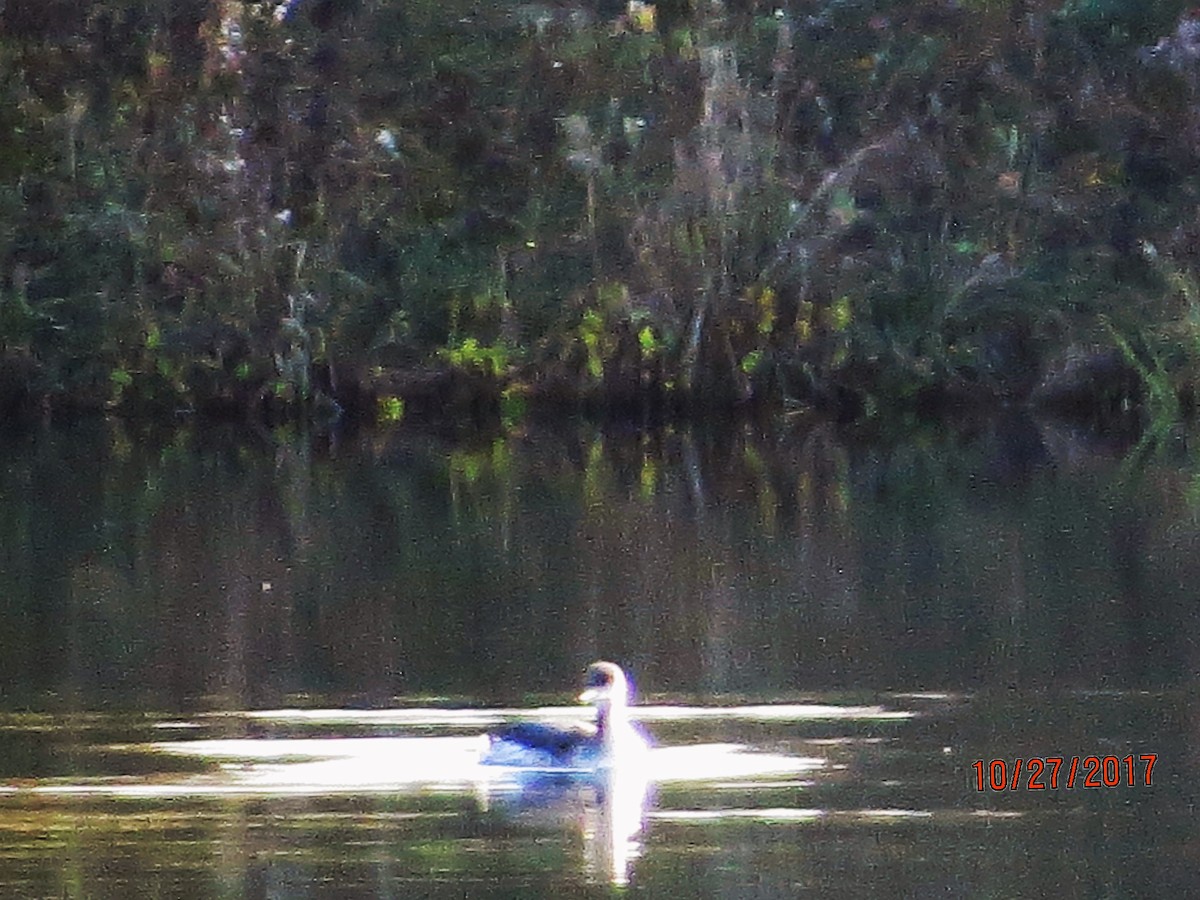 Pied-billed Grebe - ML73246091