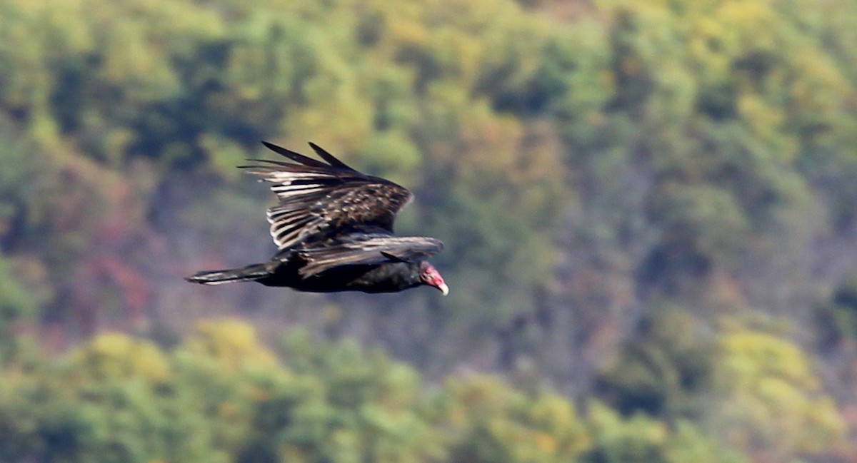 Turkey Vulture - kevin dougherty
