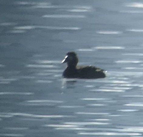 Surf Scoter - Cheryl Huizinga