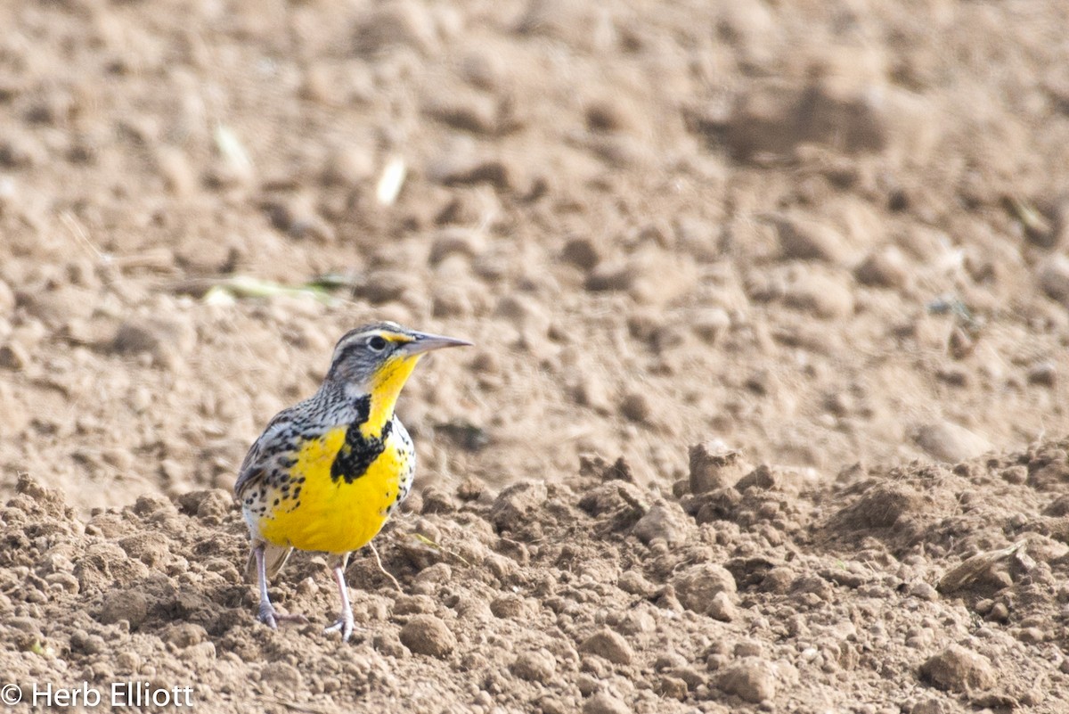 Western Meadowlark - ML73247071