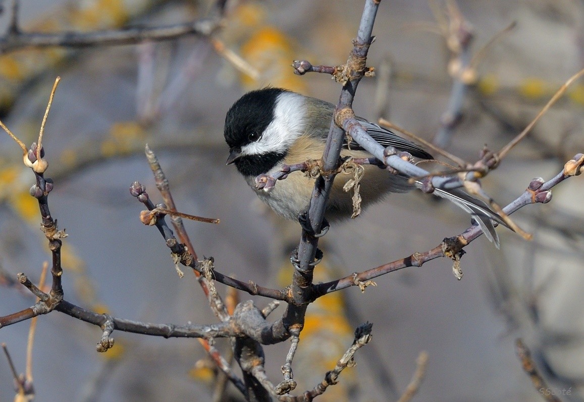 Black-capped Chickadee - ML73248401