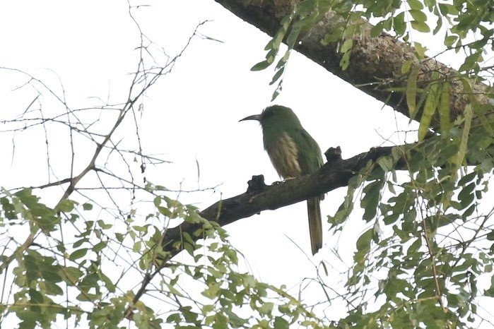 Blue-bearded Bee-eater - ML73249971