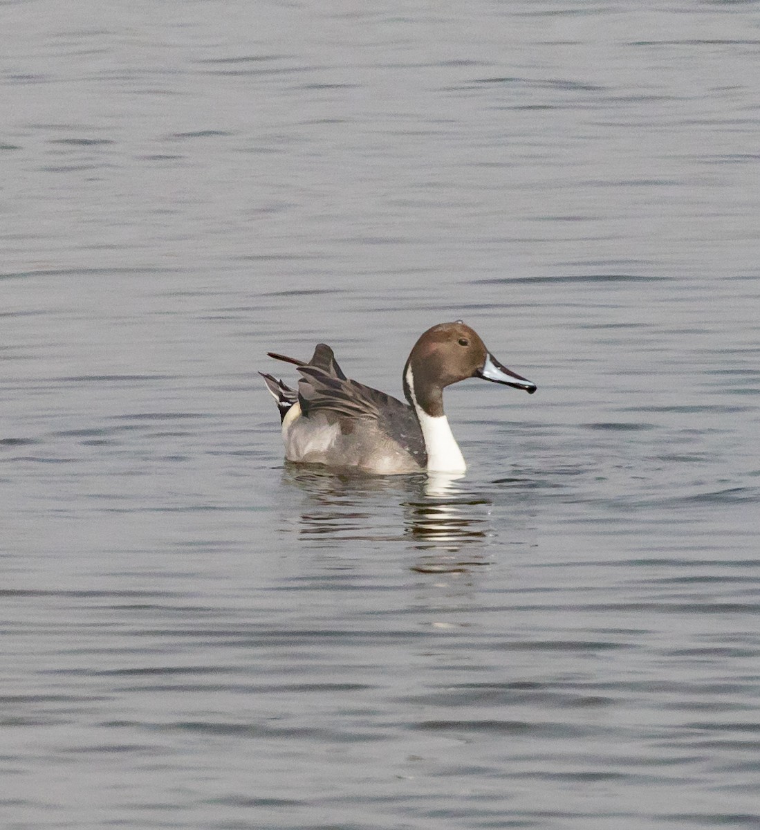 Northern Pintail - Maury Swoveland