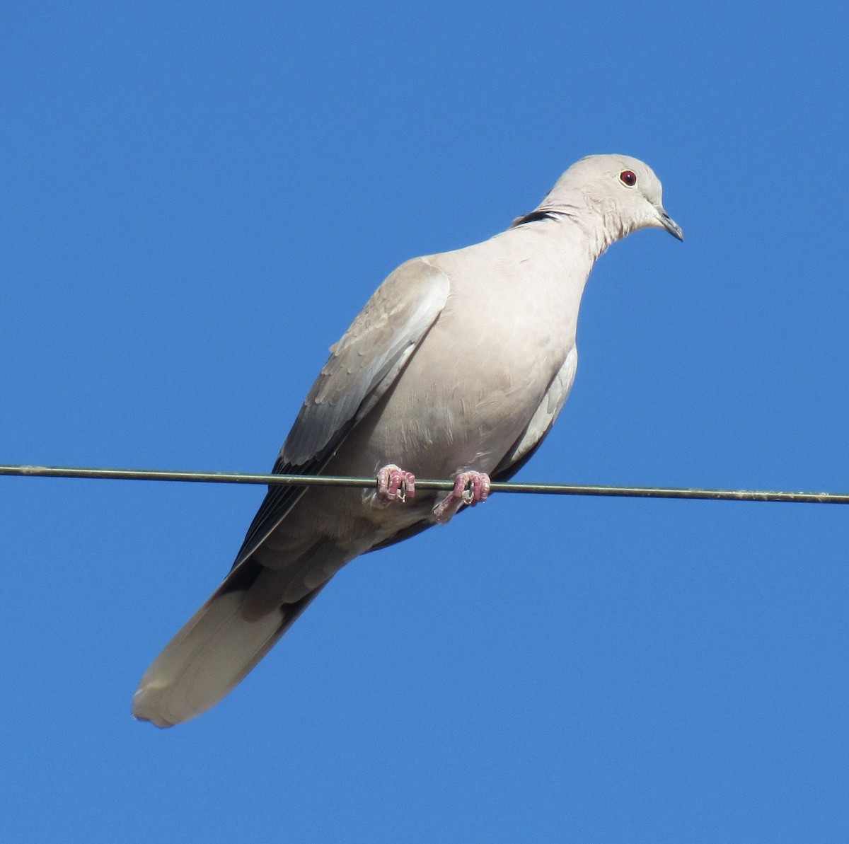 Eurasian Collared-Dove - ML73253681