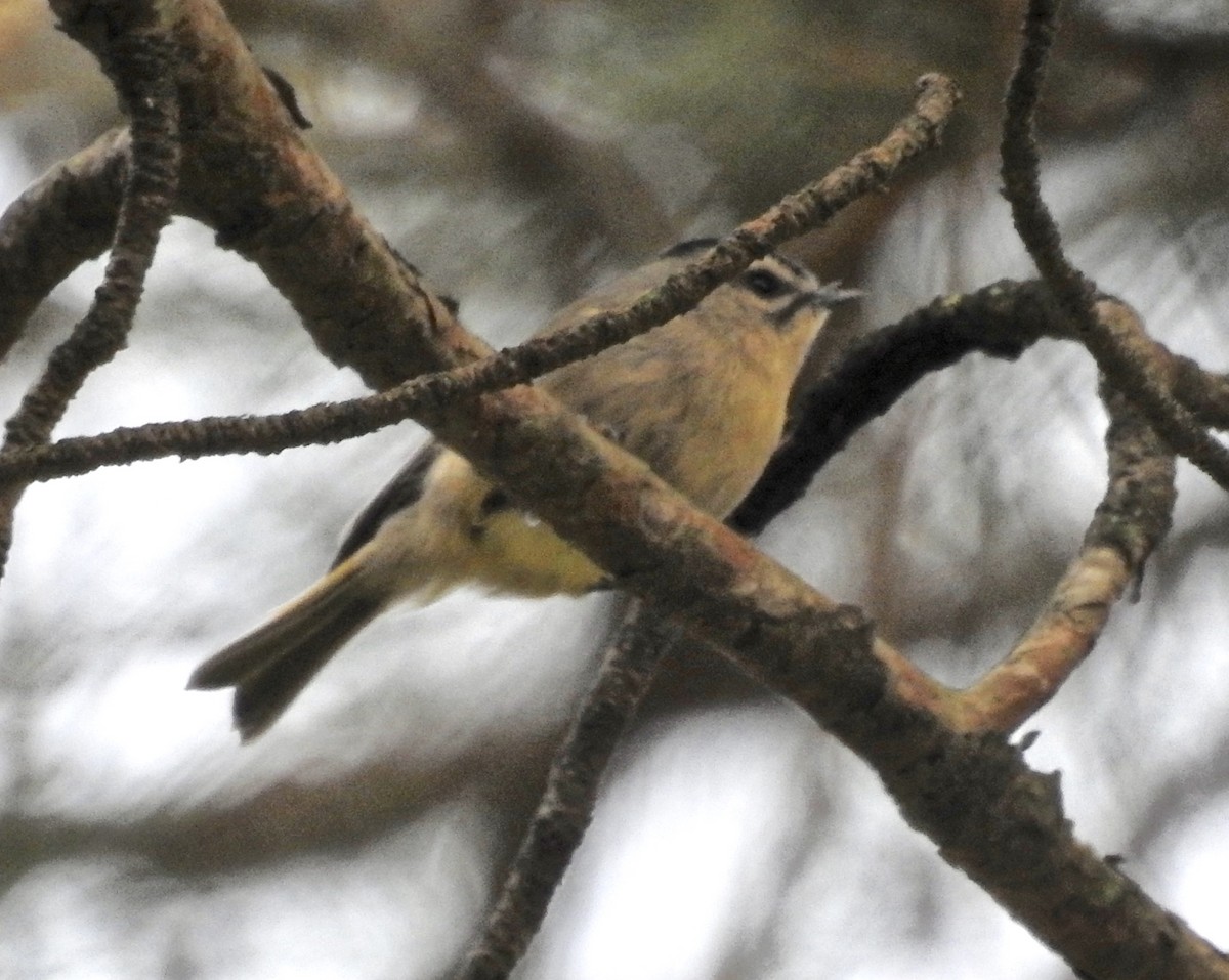 Golden-crowned Kinglet - ML73253881