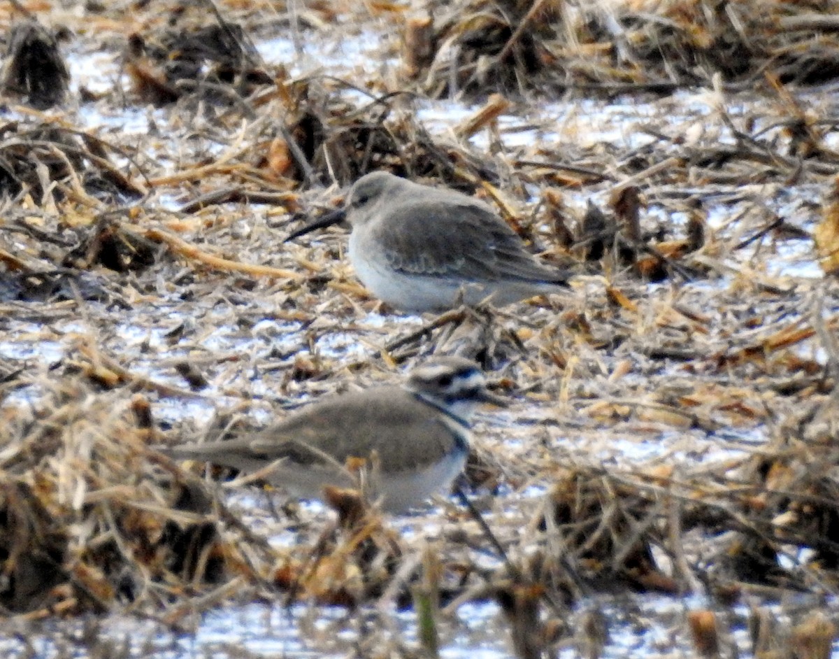 Dunlin - ML73253901