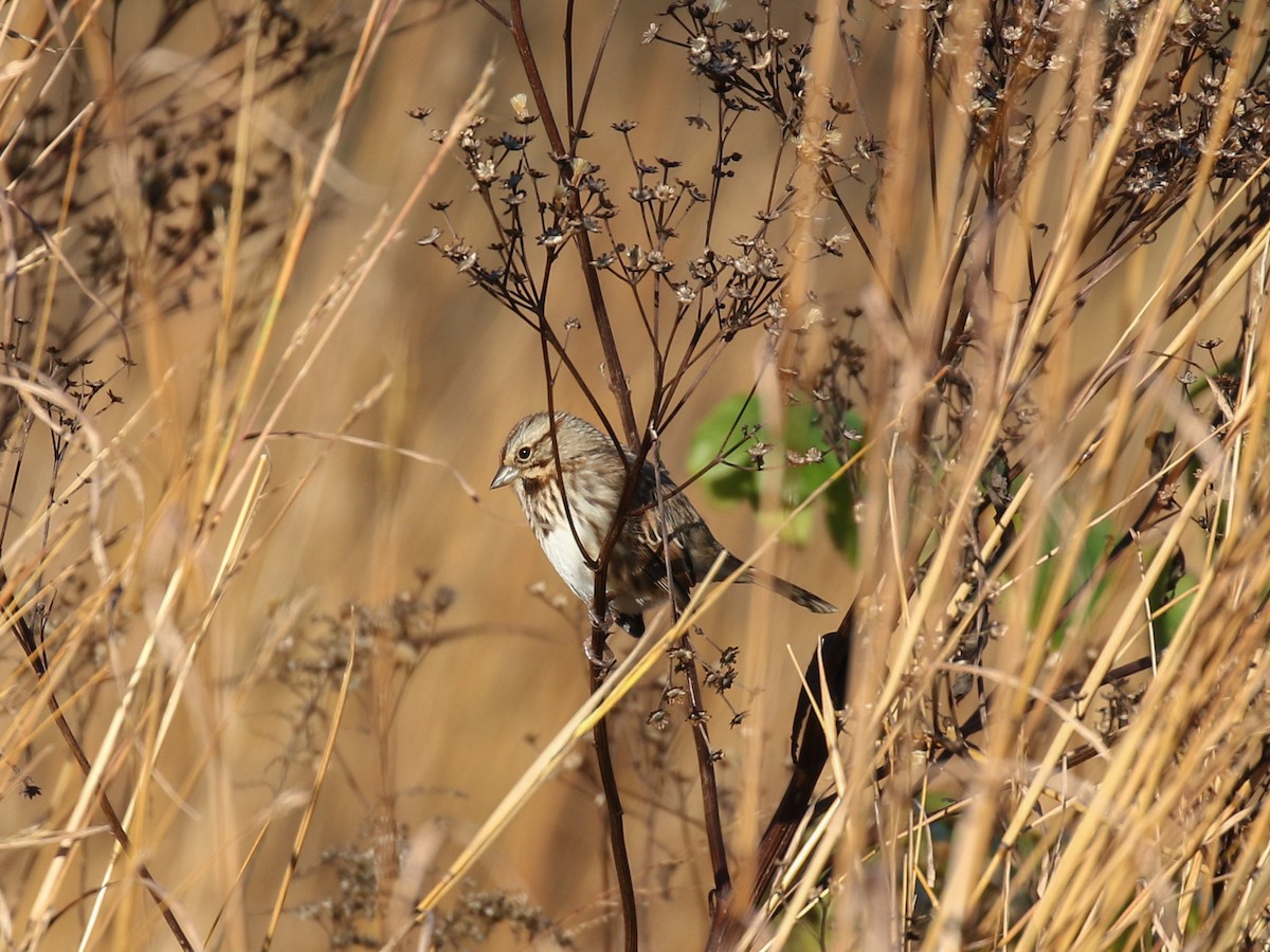 Song Sparrow - ML73254191