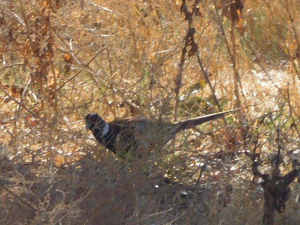 Ring-necked Pheasant - ML73258361