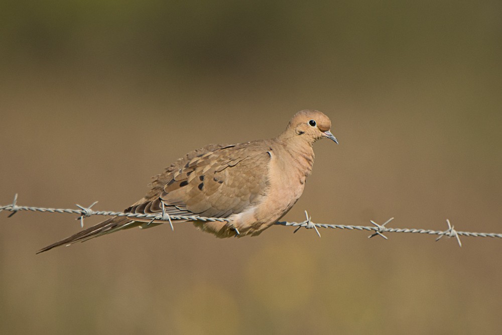 Mourning Dove - Aija Konrad