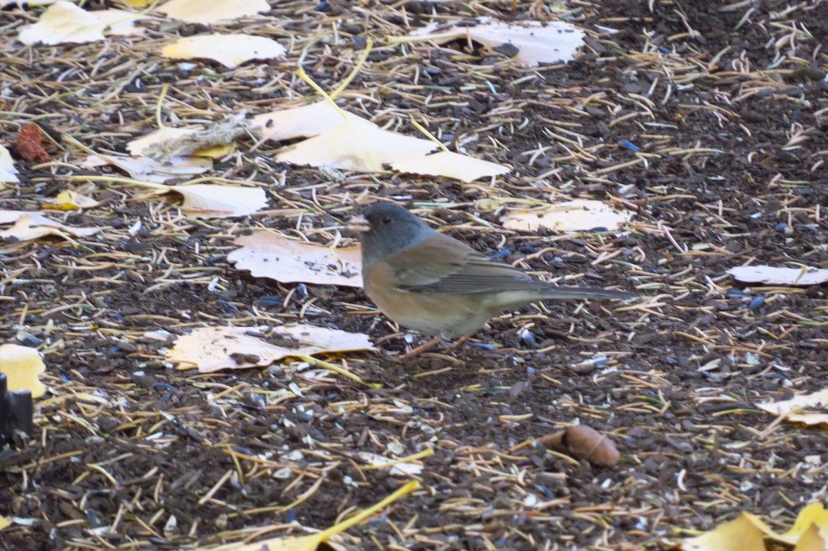 Junco ardoisé (groupe oreganus) - ML73261501