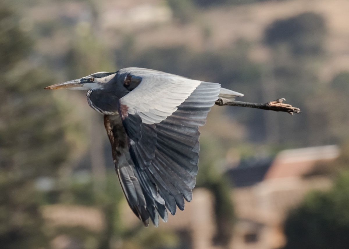 Great Blue Heron - ML73265621