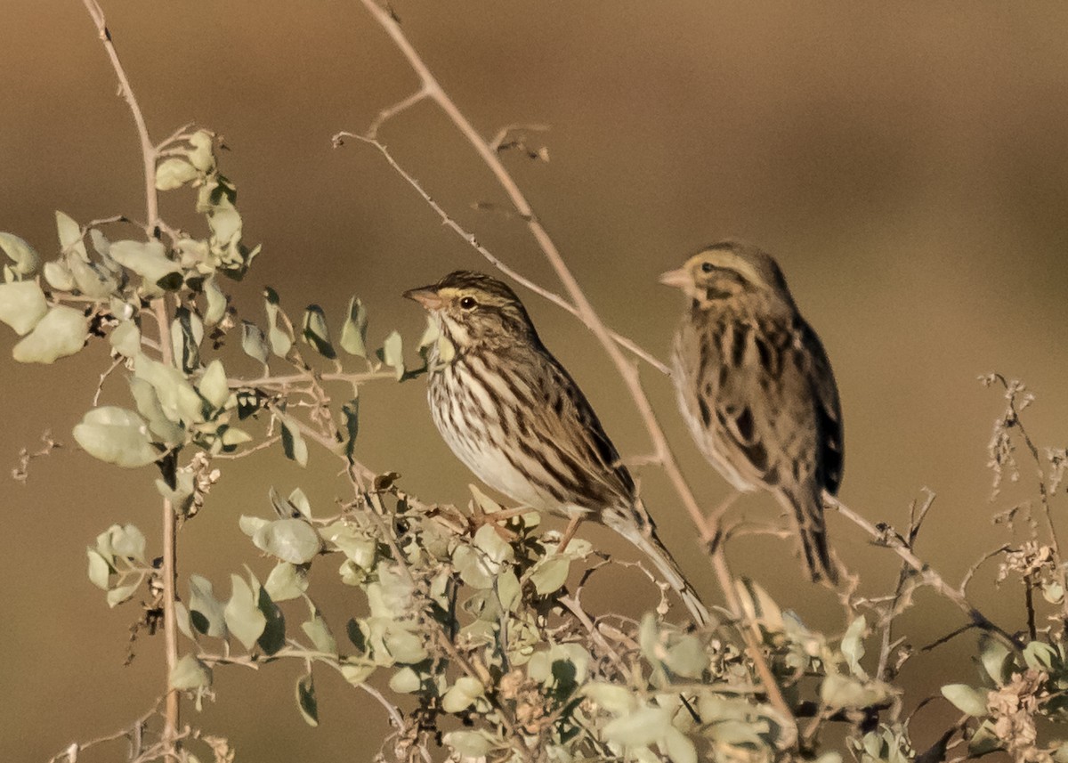 Savannah Sparrow (Belding's) - ML73265691