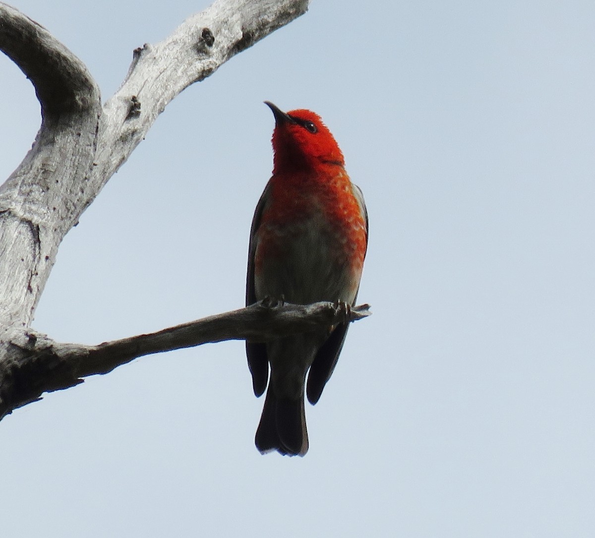 Mielero Escarlata - ML73268571