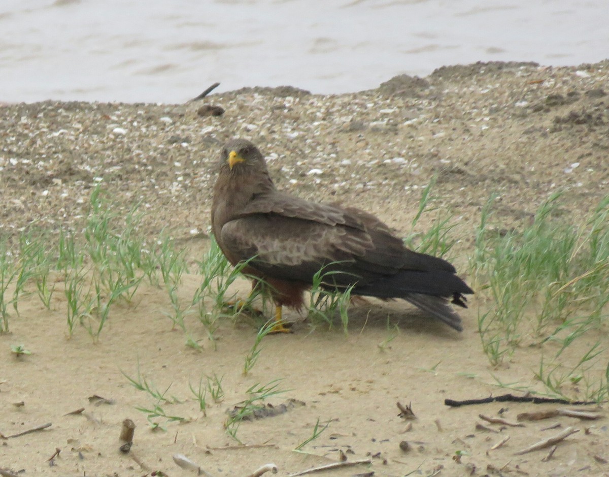 Black Kite (Yellow-billed) - ML73269351