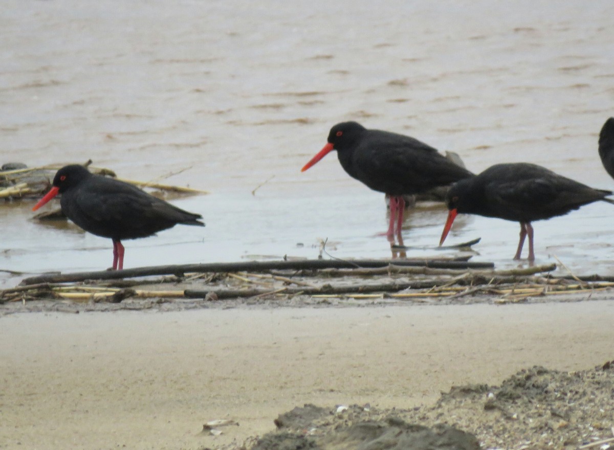 African Oystercatcher - ML73269371