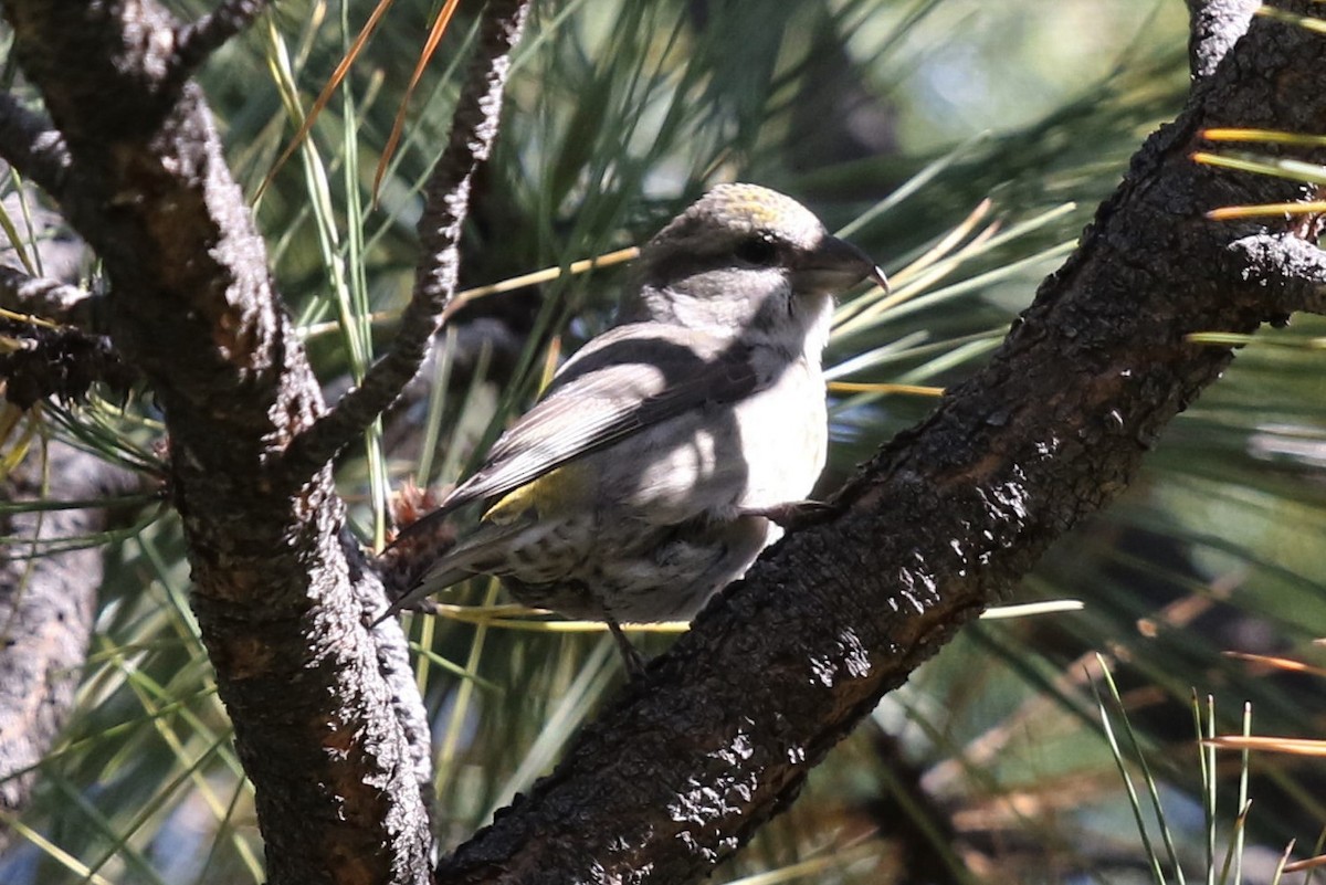 Red Crossbill - ML73270501