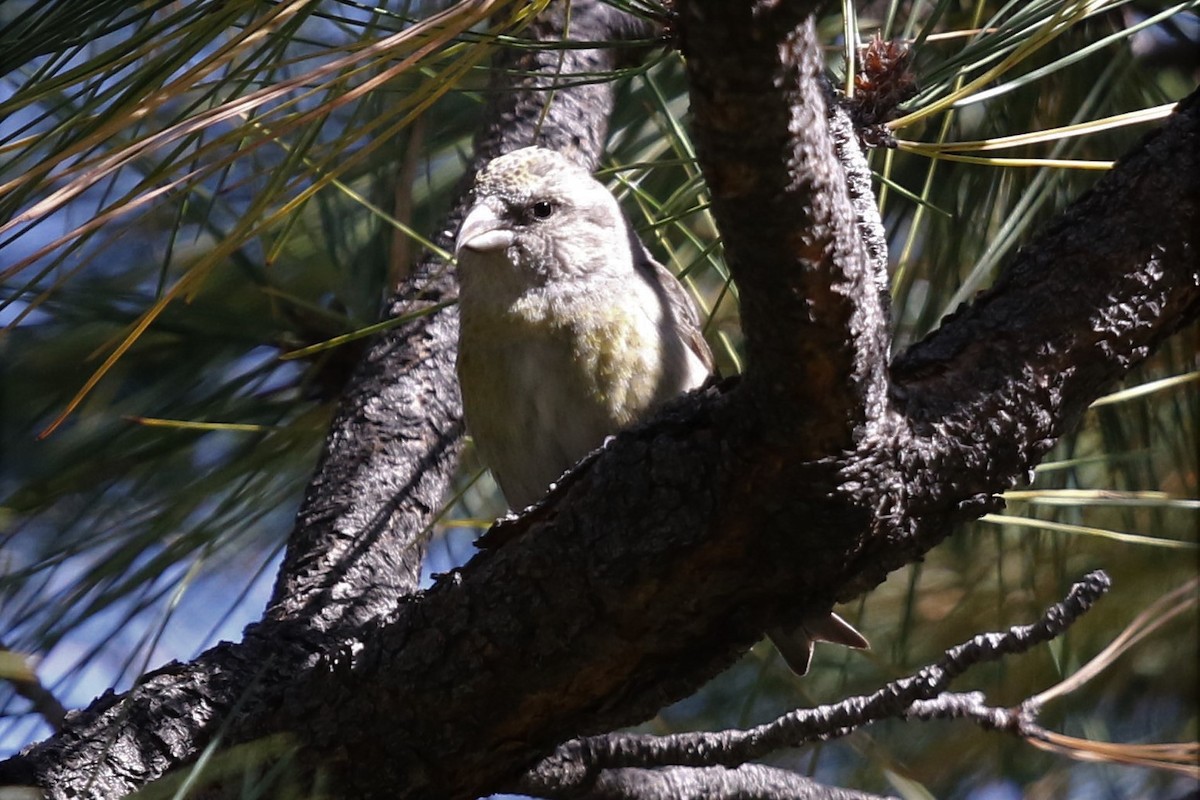 Red Crossbill - ML73270511