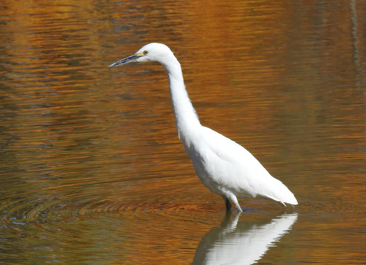 Aigrette neigeuse - ML73270641