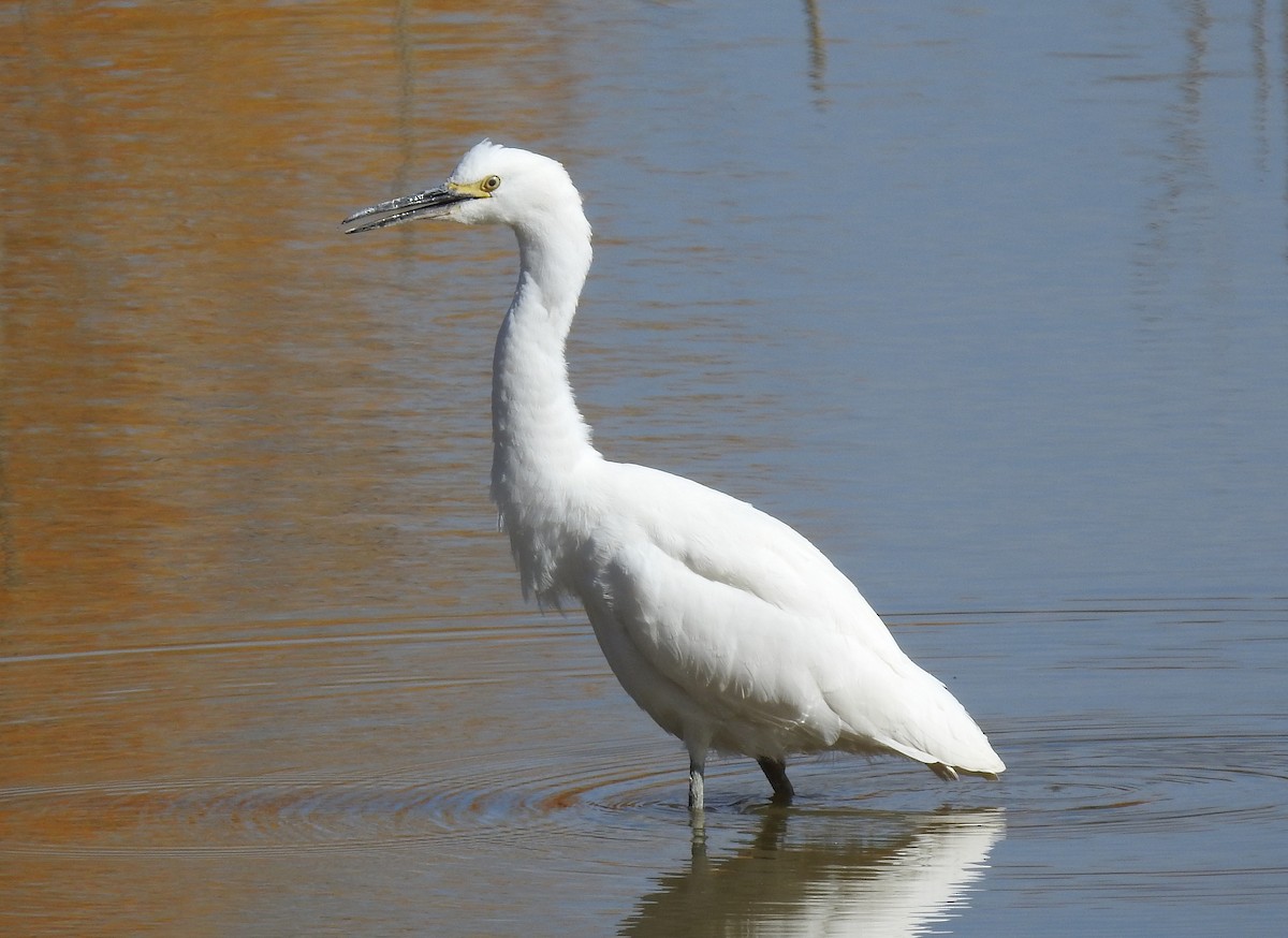 Aigrette neigeuse - ML73270651