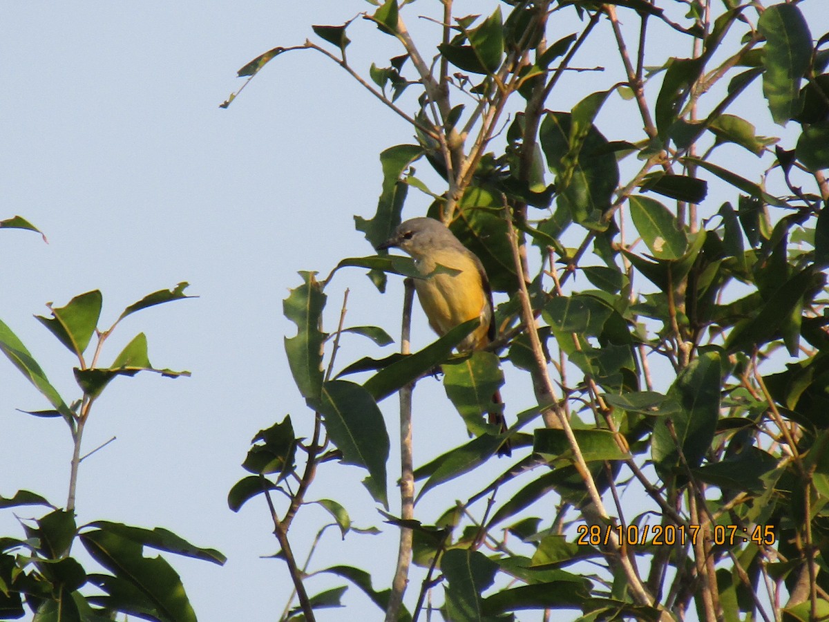 Small Minivet - ML73270771