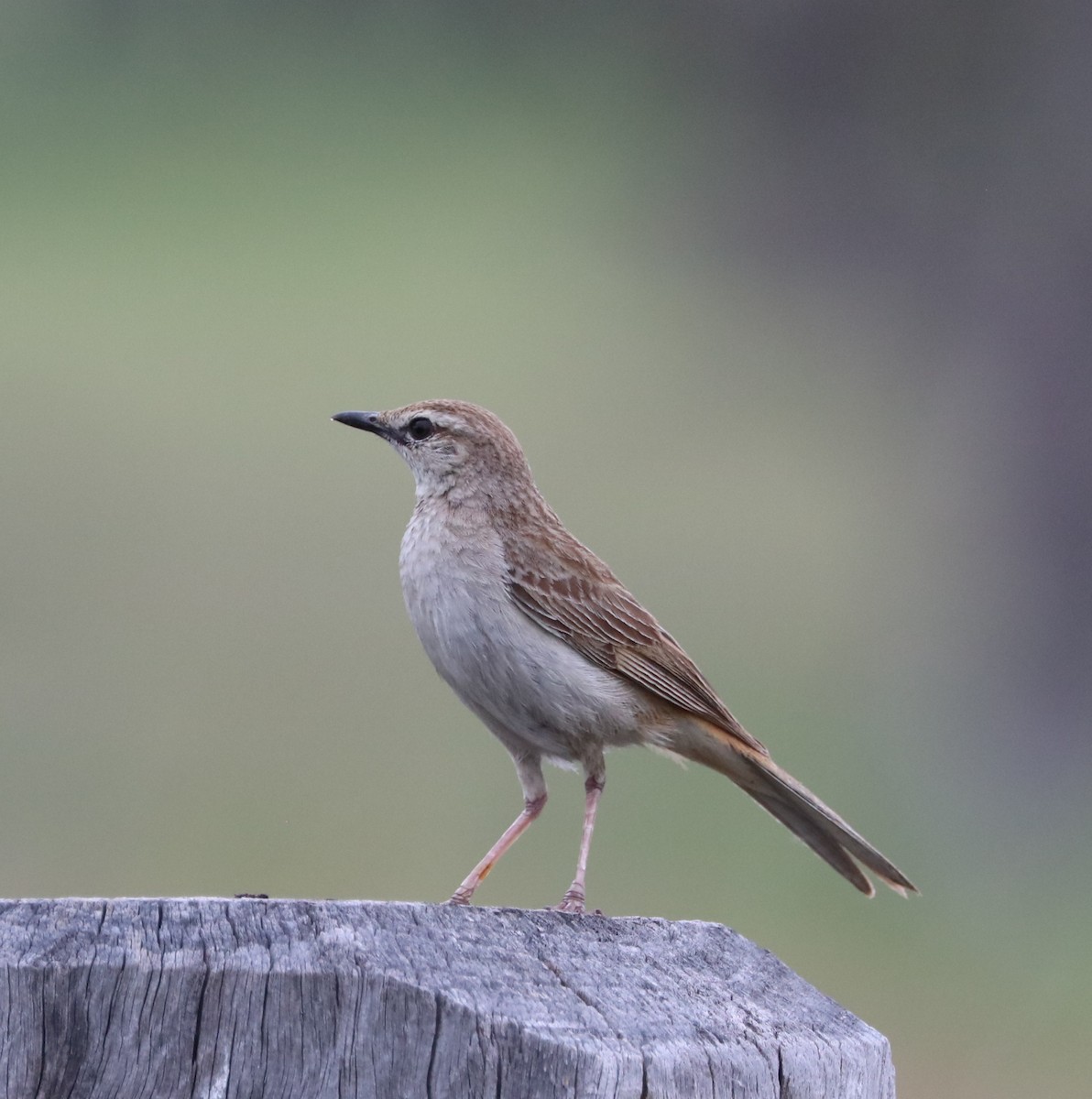 Rufous Songlark - Cheryl McIntyre