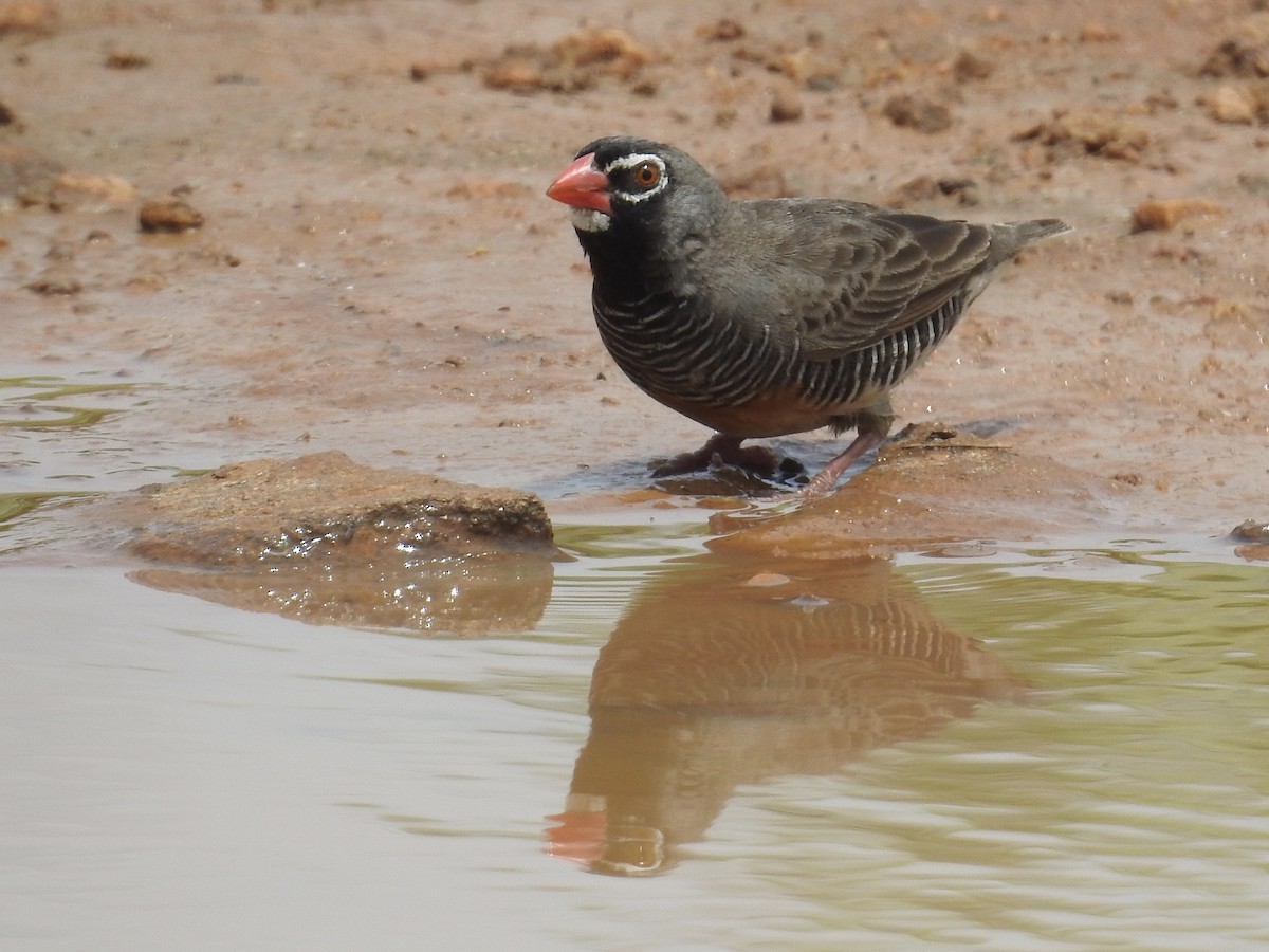 Quailfinch (Spectacled) - Nick Hudson