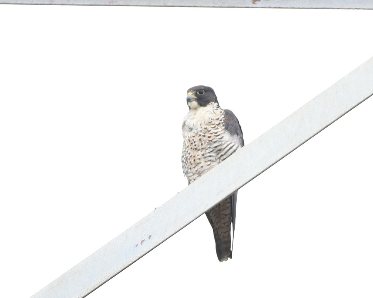 Peregrine Falcon - ML73278631