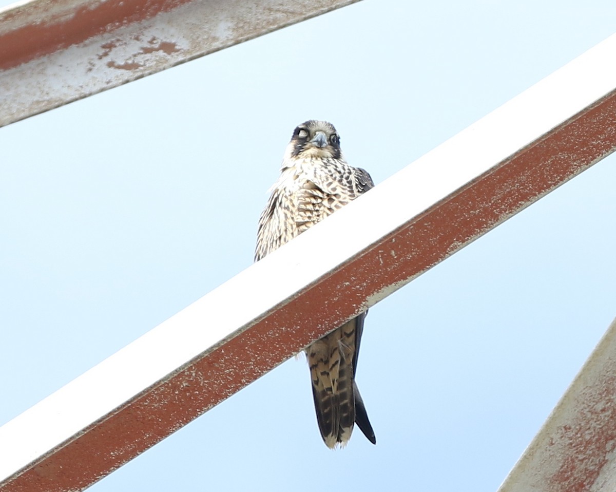 Peregrine Falcon - ML73278651