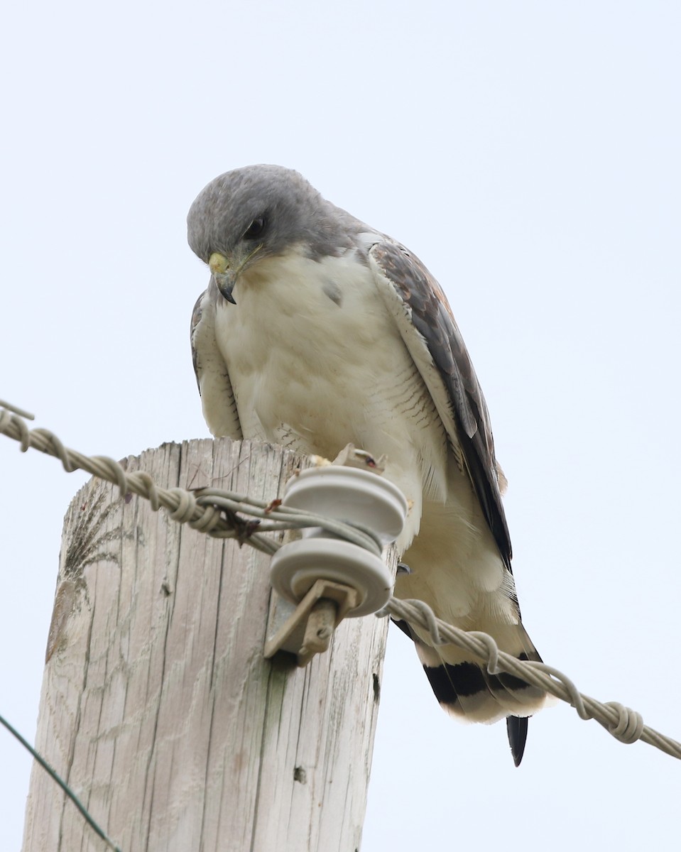 White-tailed Hawk - joan garvey