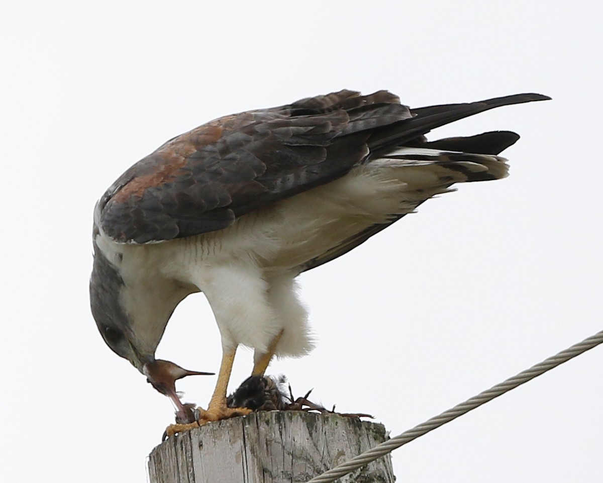 White-tailed Hawk - joan garvey