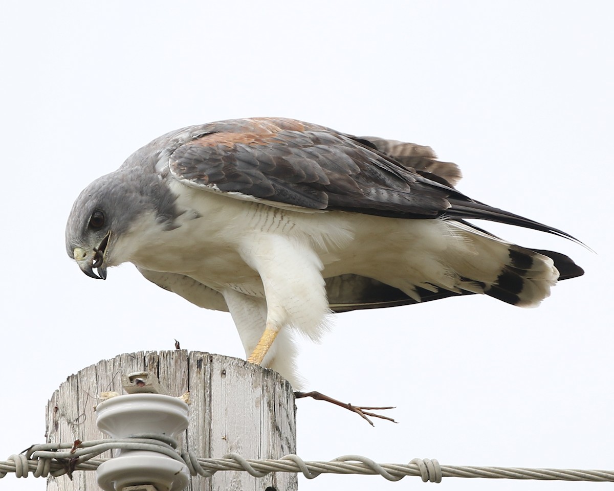 White-tailed Hawk - ML73278911