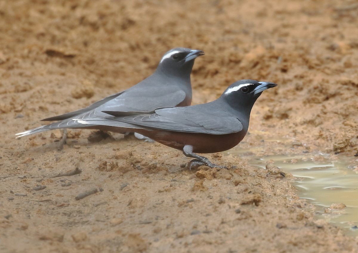 White-browed Woodswallow - ML73279311